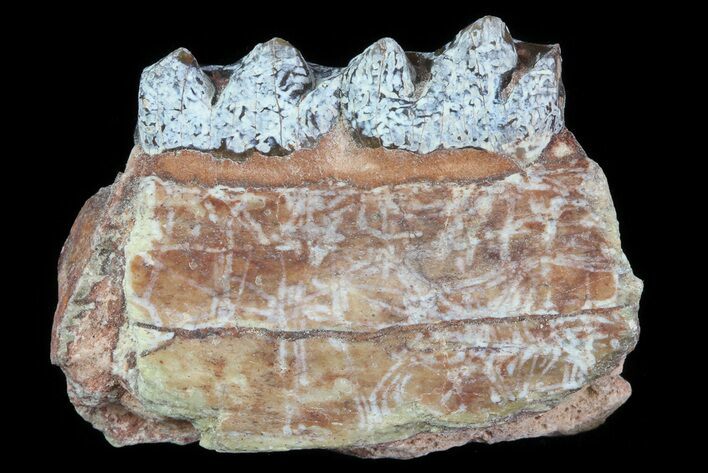 Oligocene Horse (Mesohippus) Jaw Section #81518